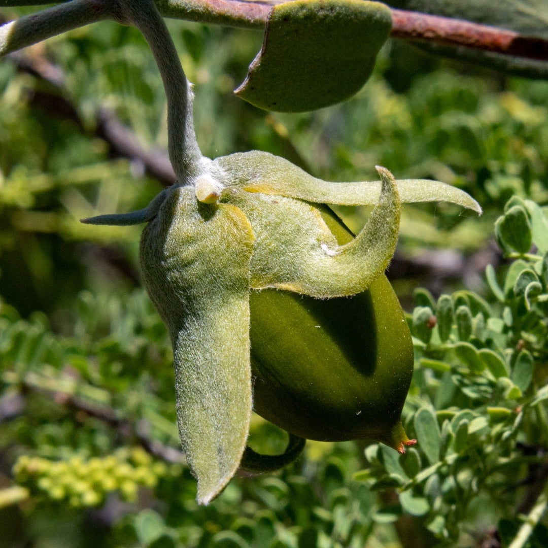 Organic jojoba oil