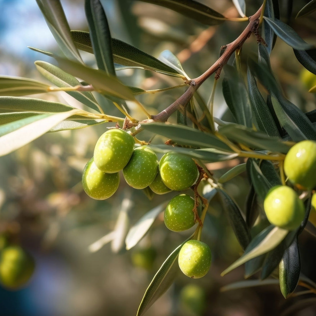 Extra virgin olive oil